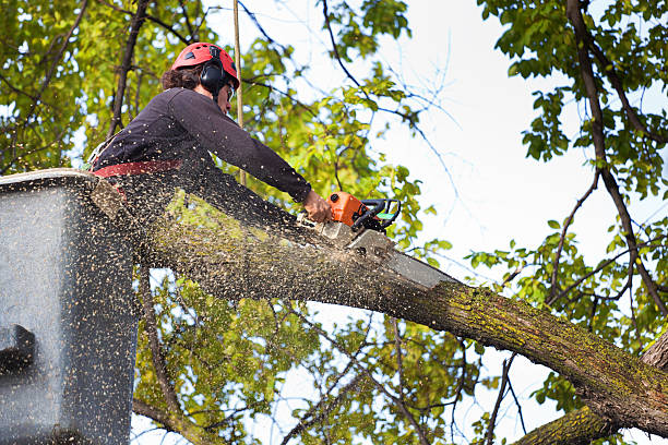 Best Fruit Tree Pruning  in Grosse Pointe Park, MI